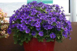 Danziger 2016 New Variety Introductions