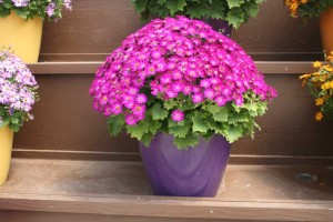 Danziger 2016 New Variety Introductions