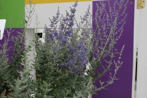 Perovskia 'Blue Steel' (Kieft Seed)