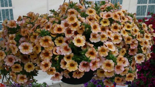 Dümmen Orange Presents Its Impressive Annuals Collection At Edna Valley