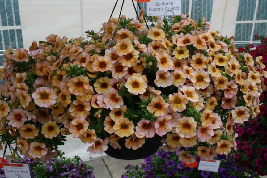 Petchoa Suntunia Electric Apricot