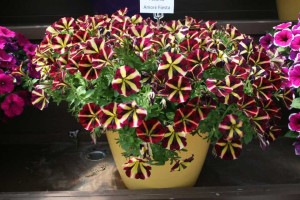 Danziger 2016 New Variety Introductions