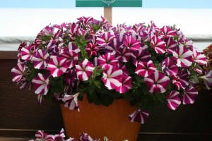 Danziger 2016 New Variety Introductions
