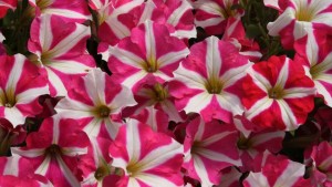 AmericanHort Update on Genetically Engineered Petunias