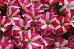 Danziger 2016 New Variety Introductions