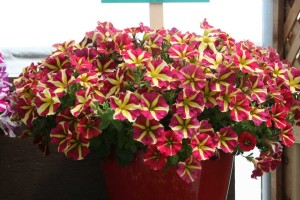 Petunia Amoré (Danziger “Dan” Flower Farm)