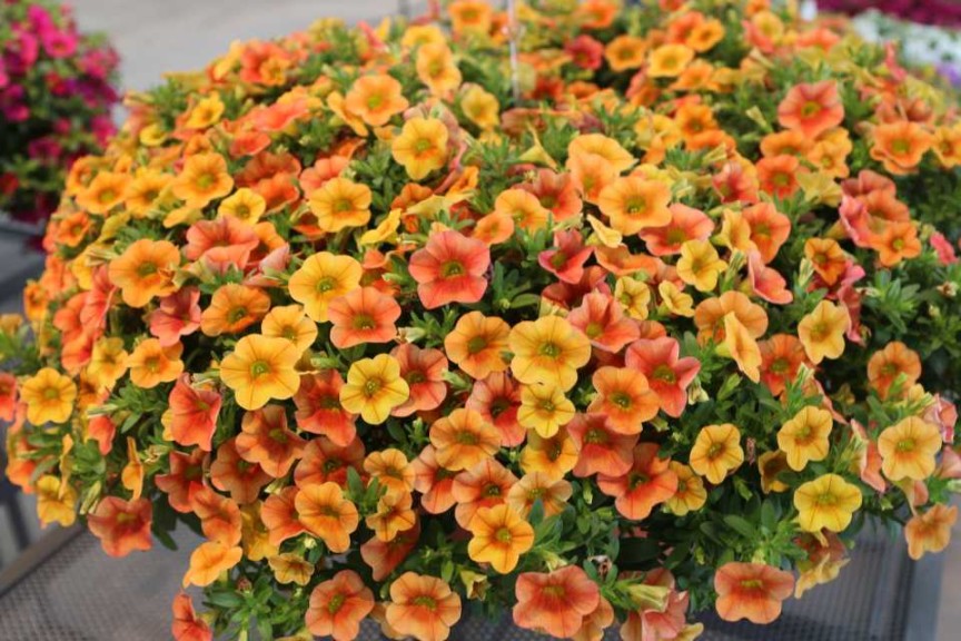 Petunia Big Deal Freaky Fuchsia