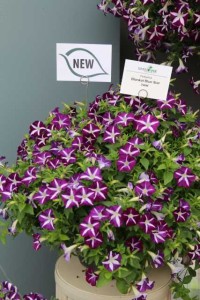 Petunia 'Blanket Blue Star' (Green Fuse)