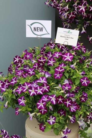 Petunia 'Blanket Blue Star' (Green Fuse)