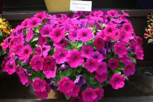 Danziger 2016 New Variety Introductions