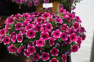 Danziger 2016 New Variety Introductions