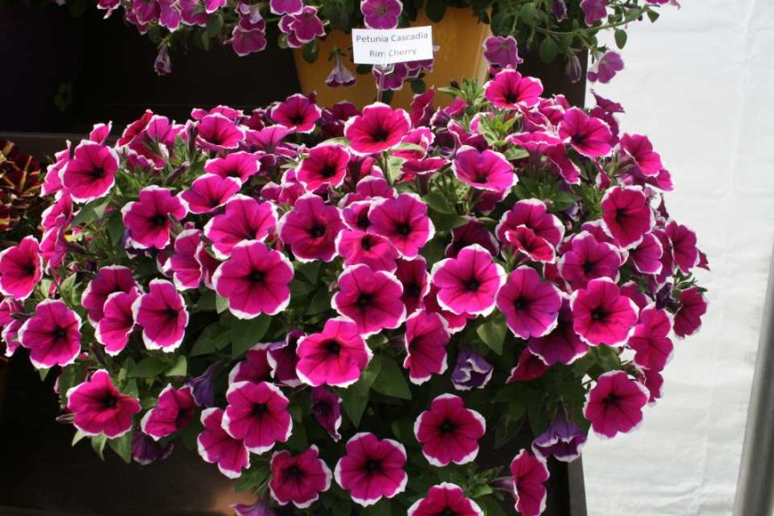 Danziger 2016 New Variety Introductions