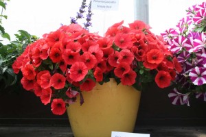 Danziger 2016 New Variety Introductions