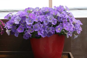 Danziger 2016 New Variety Introductions