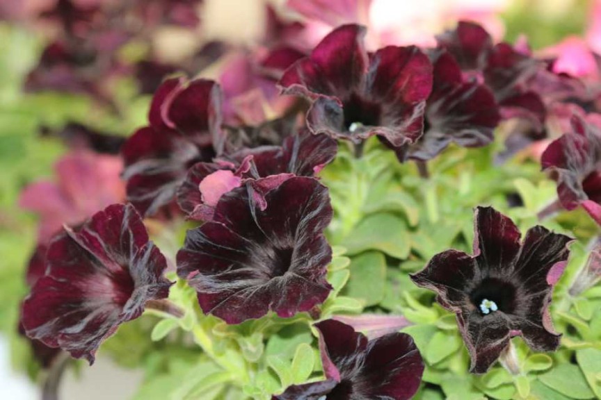 Petunia Crazytunia Black Mamba