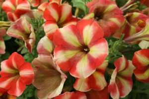 Petunia ‘Happy Classic Orange Stripes’ (Cohen Nurseries)