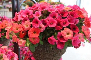 Petunia Hells Fury Mix