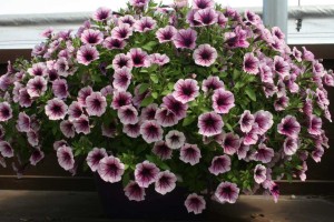 Danziger 2016 New Variety Introductions