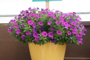 Danziger 2016 New Variety Introductions