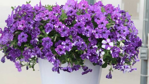 Selecta’s Petunia ‘Night Sky’ Is Officially On The Market; PanAmerican And Kieft Tout The Benefits Of Seed