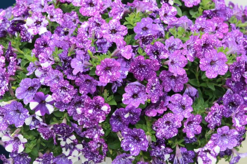 Petunia 'Night Sky' (Selecta)