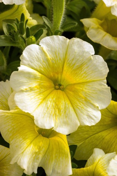Petunia 'Shock Wave Yellow' from PanAmerican Seed (Oklahoma State University Field Trials)