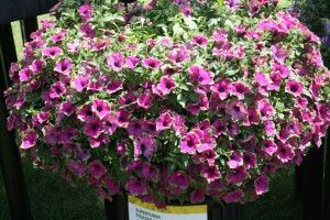 Petunia Supertunia Picasso In Purple