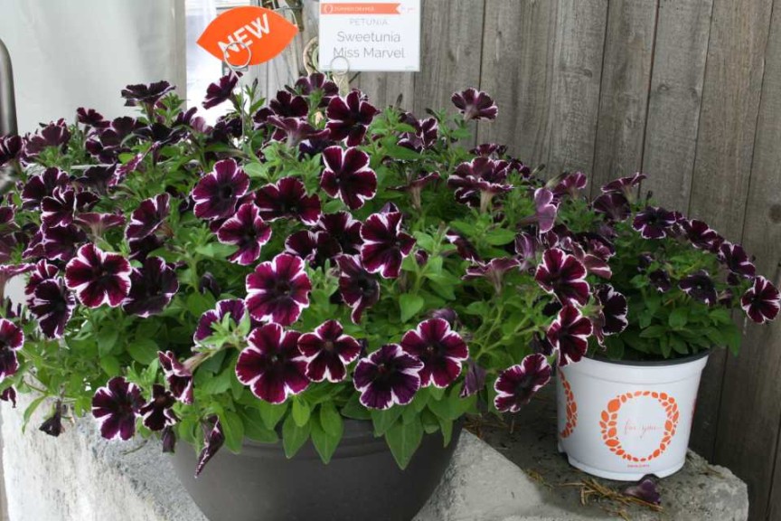 Petunia Sweetunia Miss Marvel