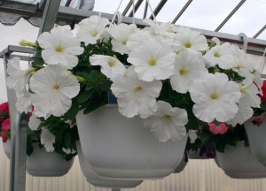 Petunia 'Triology White' from American Takii (Oklahoma State University Field Trials)