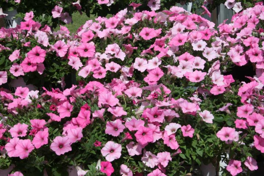 Petunia 'Vista Bubblegum'