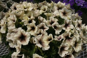 Petunia Viva Glow Cappucino (Cohen)