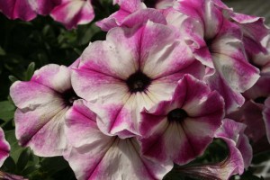 Petunia 'Viva Glow Rose Star' (Cohen)