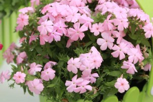 Phlox 'Gisele Light Pink' (Selecta)