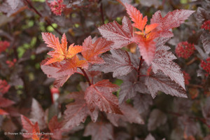 Physocarpus ‘Ginger Wine’ (Proven Winners Spring Meadow, Kirigin Cellars Winery, Gilroy, CA)