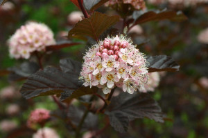 Physocarpus ‘Lady in Red’ (PlantHaven at GroLink, Oxnard, CA)
