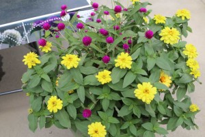 Ping Pong Gomp with Zinnia Combo