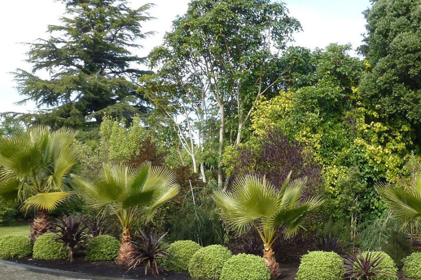 Pittosporum tenifolium ‘Beach Ball’ (Sunset Western Garden Collection at Pacific Plug & Liner, Watsonville, CA)
