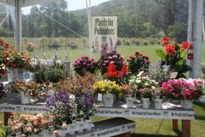 Plants for Pollinators Display
