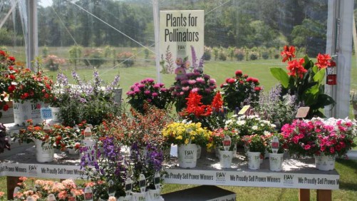 “Bee-Friendly” Labels Matter To Plant Consumers, According To Study