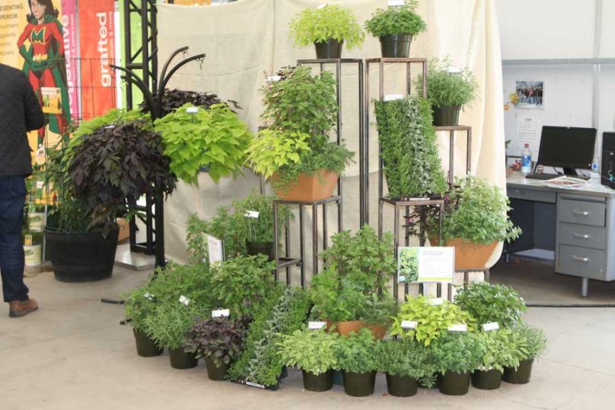 Plug Connection herbs