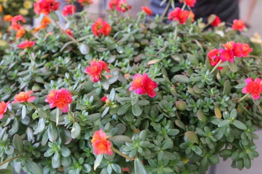 Portulaca ColorBlast Series