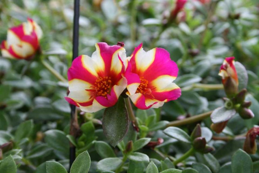 Portulaca Colorblast