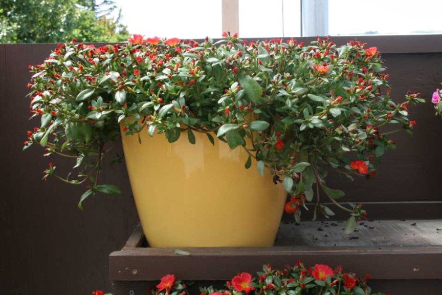 Danziger 2016 New Variety Introductions