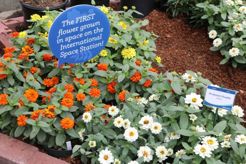 Profusion Double Zinnias