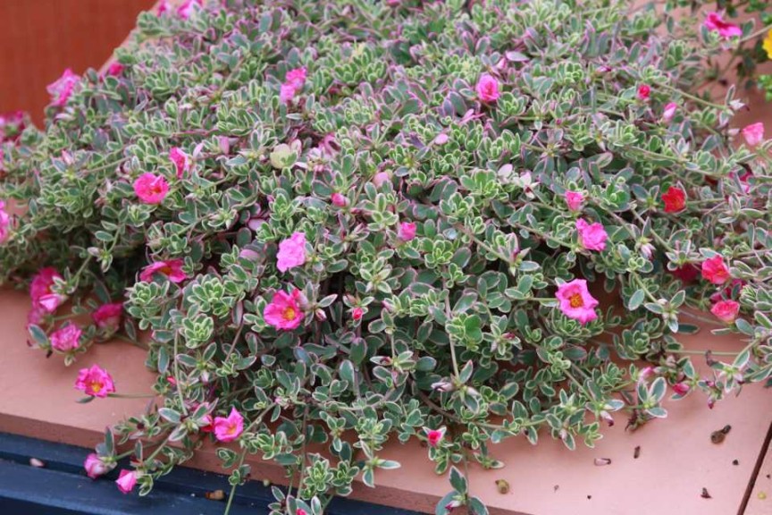 Purslane ‘Hot Shot Flambeau Rose' (Green Fuse)