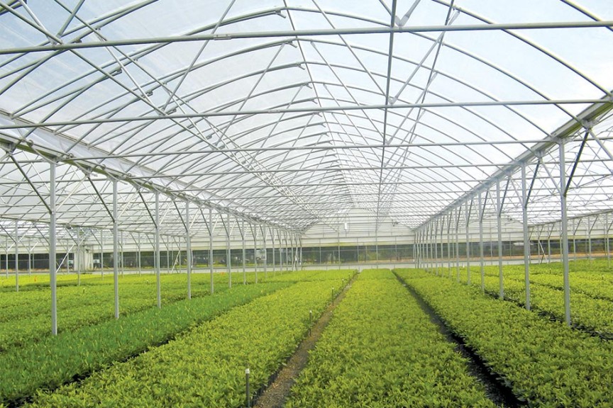 Rainbow Super (Stuppy Inc.)