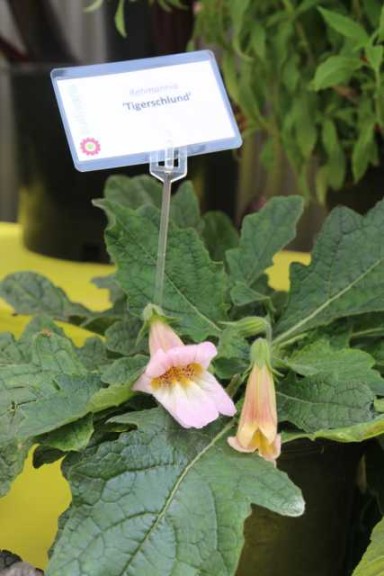 Rehmannia 'Tigerschlund'