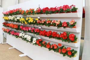 A white backdrop makes Revolution series gerberas pop at Kieft Seeds