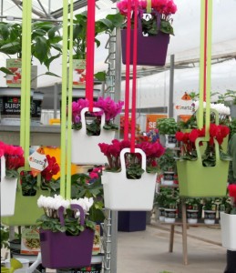 Ribbons holding hanging cylamen at Ball Ingenuity