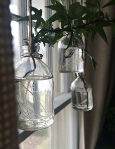 Rooted cuttings suspended by twine in a window.